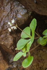 Crassula capensis promontorii