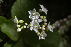Crassula capensis promontorii