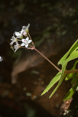 Crassula capensis promontorii