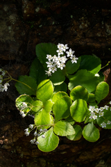 Crassula capensis promontorii