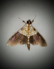 Agrotera