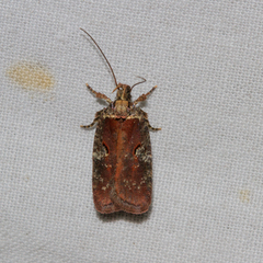 Agonopterix lythrella