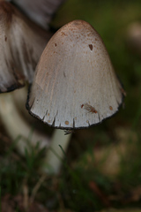 Coprinopsis atramentaria