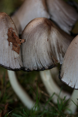 Coprinopsis atramentaria