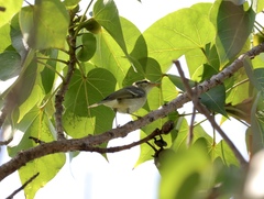 Phylloscopus plumbeitarsus