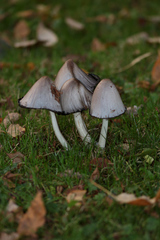 Coprinopsis atramentaria