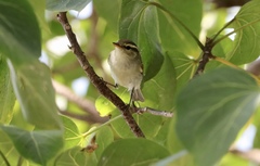 Phylloscopus plumbeitarsus