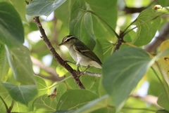 Phylloscopus plumbeitarsus