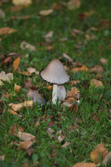 Coprinopsis atramentaria