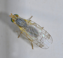 Acanthiophilus helianthi