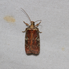 Agonopterix lythrella