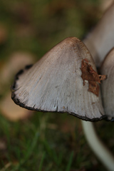 Coprinopsis atramentaria