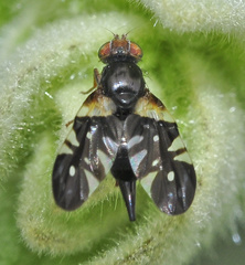 Aciura coryli