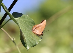Charaxes bernardus