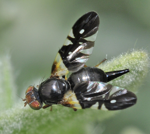 Aciura coryli (Rossi, 1794)