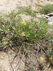 Erysimum perenne