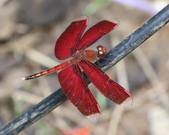 Neurothemis manadensis