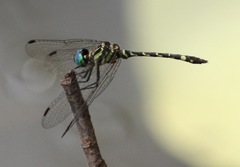 Notiothemis robertsi