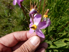 Primula subalpina