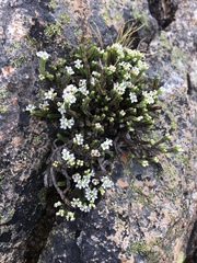 Veronica tetrasticha