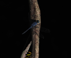 Oligoclada abbreviata