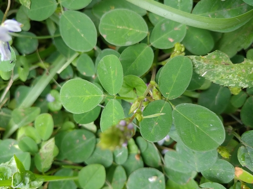 Grona heterocarpos