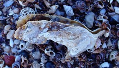 Malleus meridianus