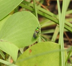 Pithitis