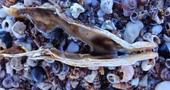 Malleus meridianus