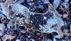 Malleus meridianus