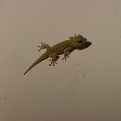 Tarentola mauritanica