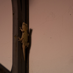 Tarentola mauritanica