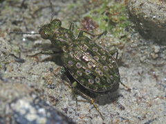 Elaphrus riparius