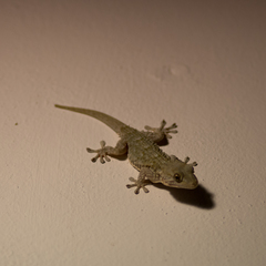 Tarentola mauritanica