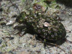 Elaphrus riparius