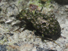 Elaphrus riparius