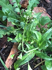 Capsella bursa-pastoris