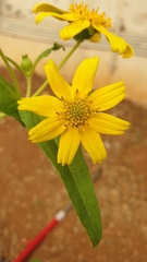 Asteraceae
