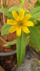 Asteraceae