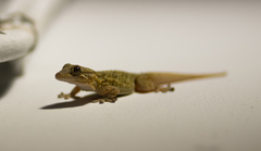 Tarentola mauritanica