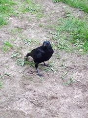 Corvus corone