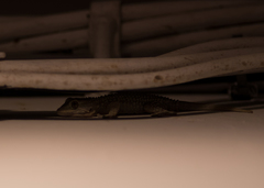 Tarentola mauritanica