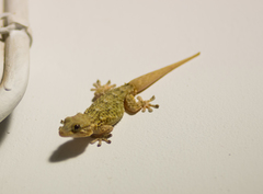 Tarentola mauritanica