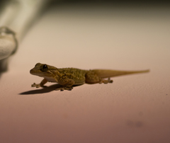 Tarentola mauritanica