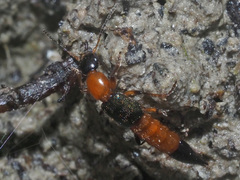 Paederus fuscipes