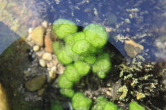 Chaetophora tuberculosa