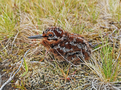 Common Snipe photo 6