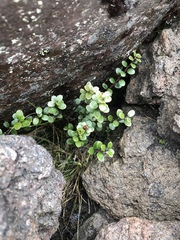 Gaultheria colensoi