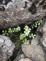 Gaultheria colensoi