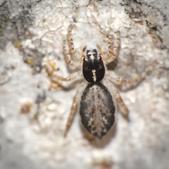 Menemerus carlini